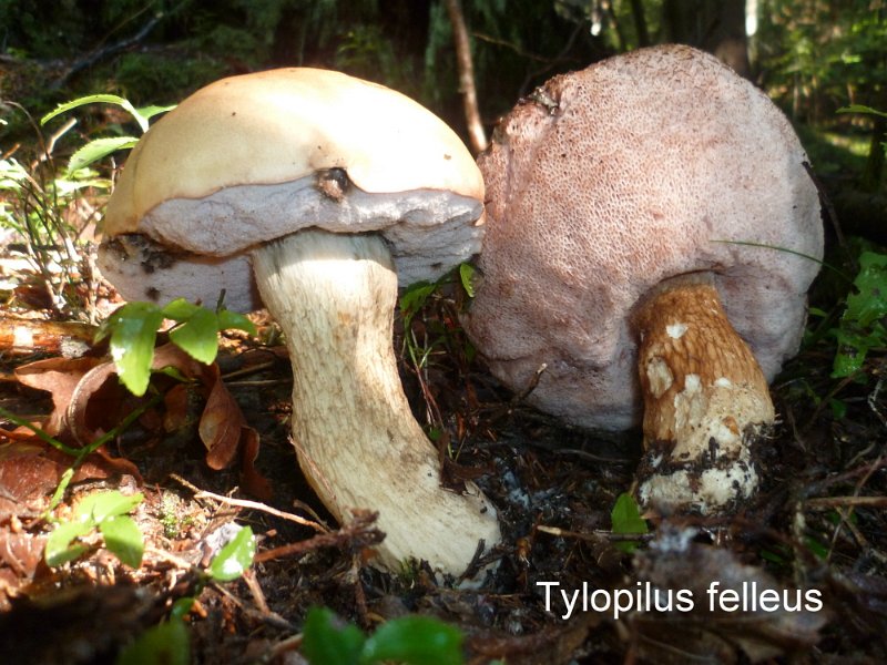 Tylopilus felleus-amf303.jpg - Tylopilus felleus ; Syn1: Boletus felleus ; Syn2: Rhodoporus felleus ; Nom français: Bolet de fiel